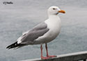 Larus argentatus